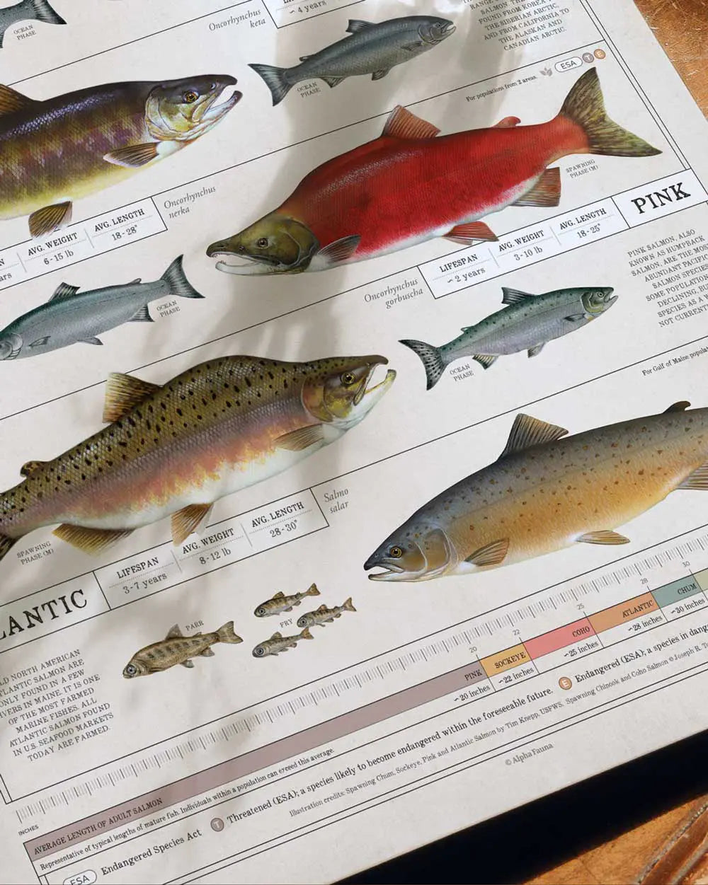 Salmon of North America Art Print