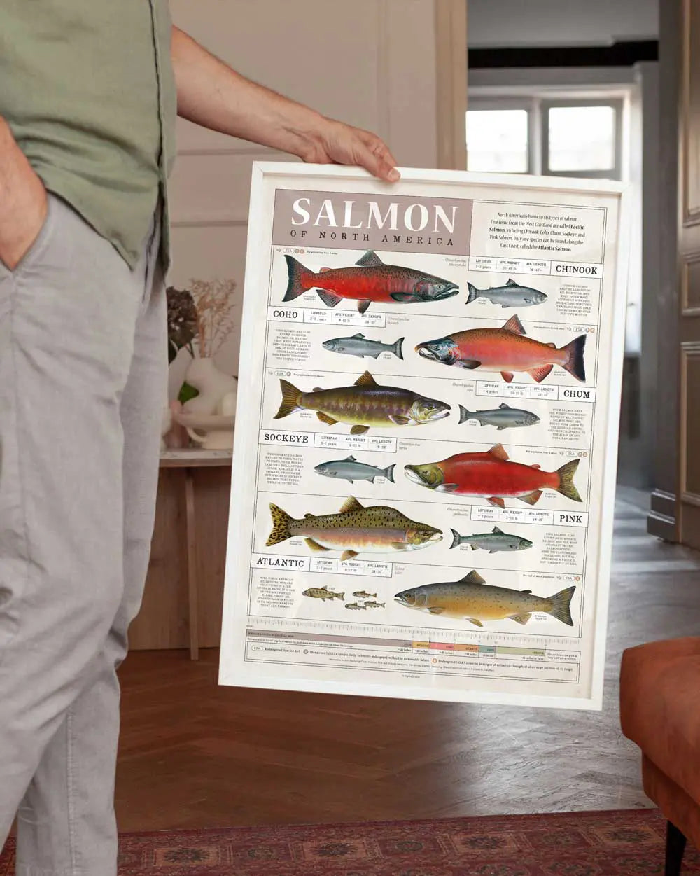 Salmon of North America Art Print