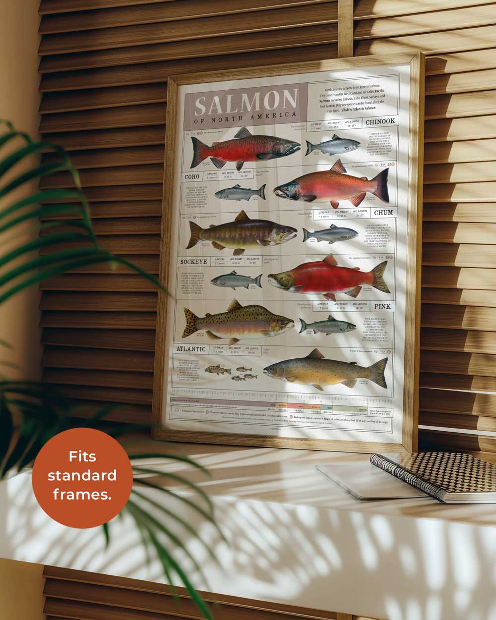 Salmon Of North America Art Print