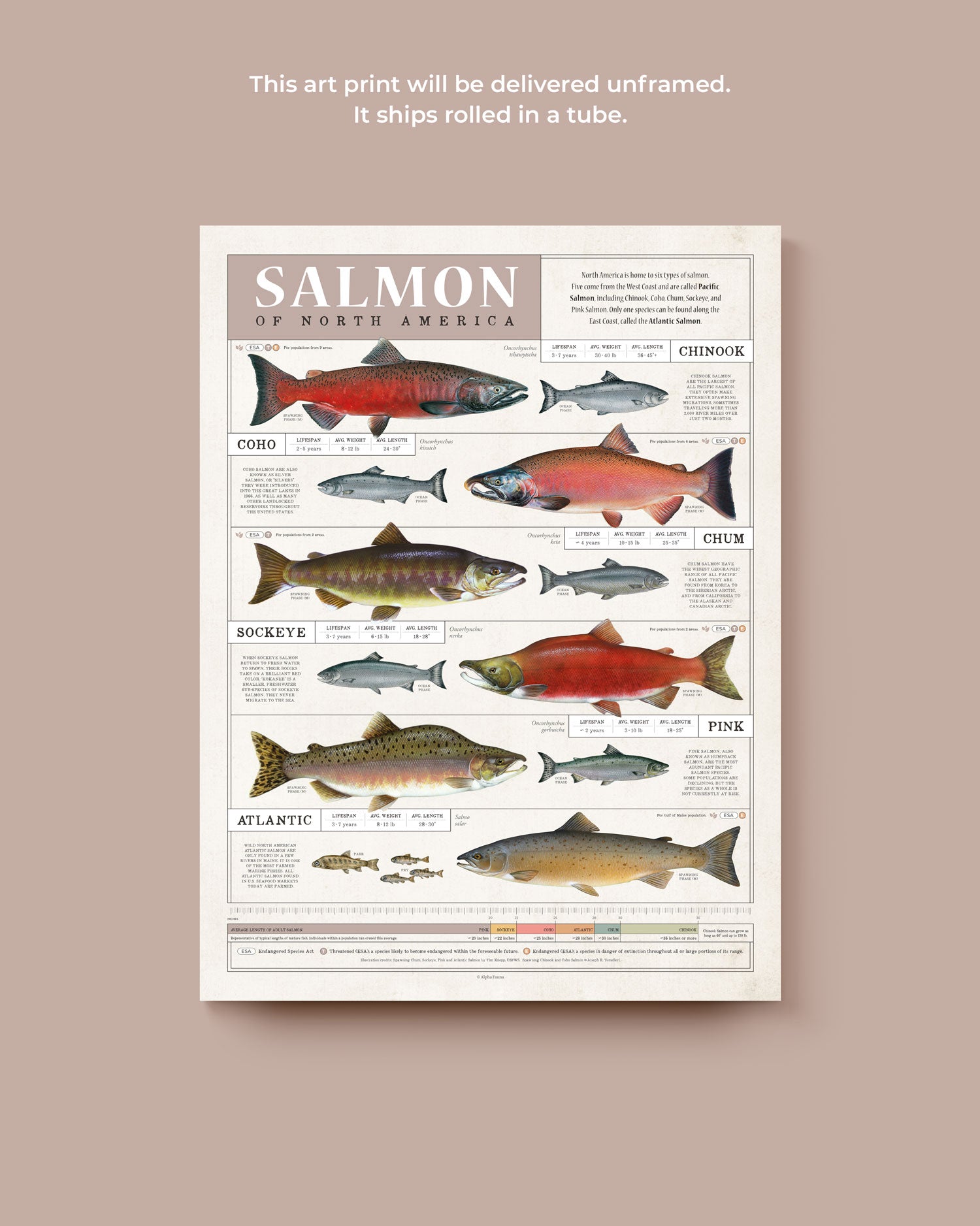 Salmon Of North America Art Print