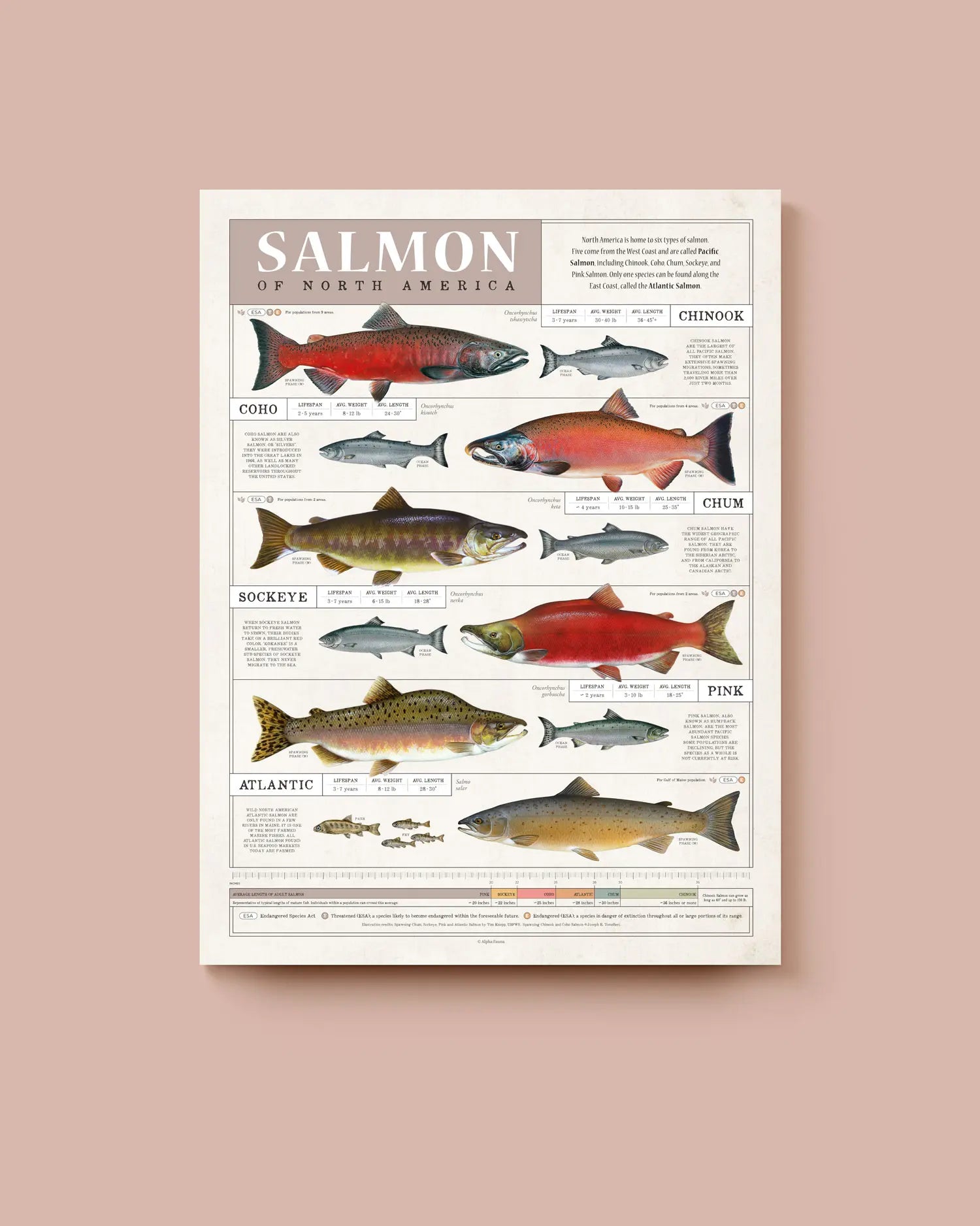 Educational poster on salmon of North America against a beige background. * Unframed print
