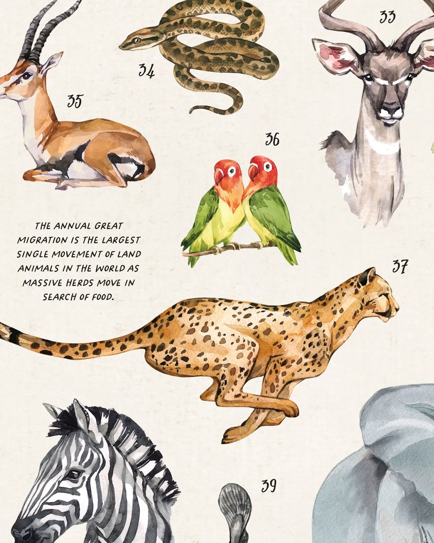 A watercolor-style educational poster or art print featuring various African wildlife illustrations with numbered labels and a text caption about the annual great migration. The print includes a cheetah, zebra, antelope, birds, and other animals on a textured off-white background.