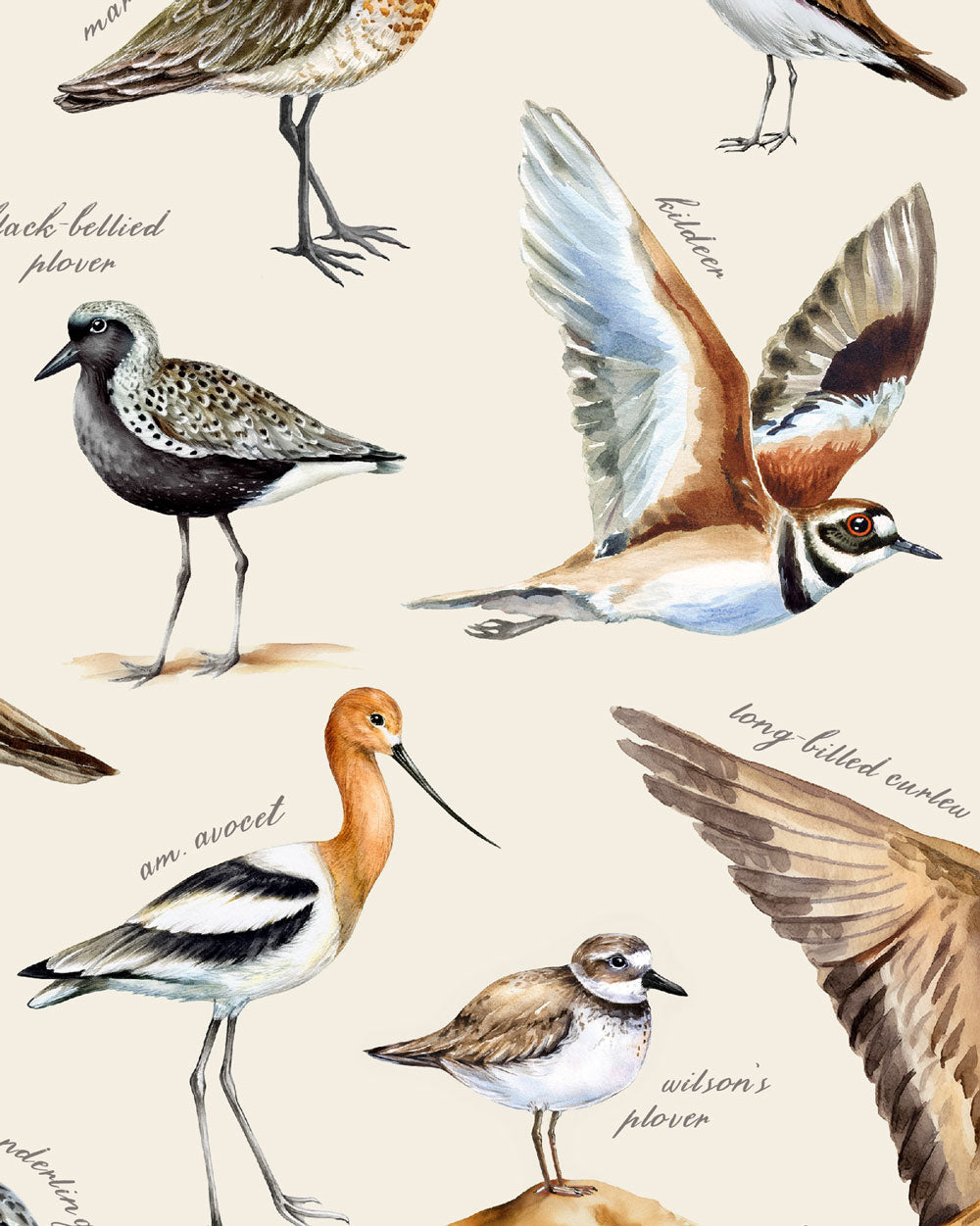 Shorebirds Of The Pacific Art Print