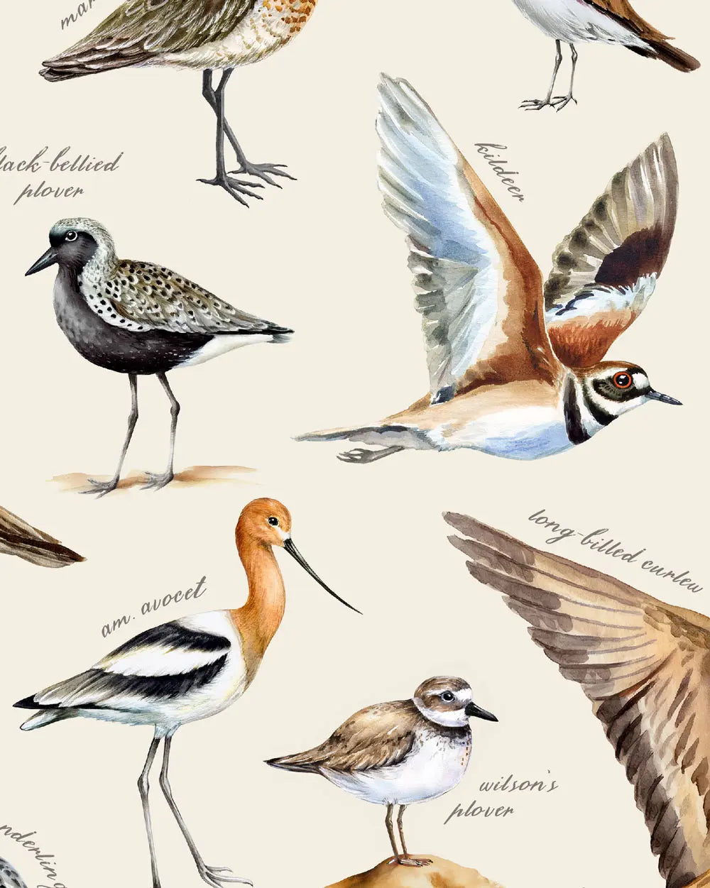 Shorebirds of the Pacific Art Print