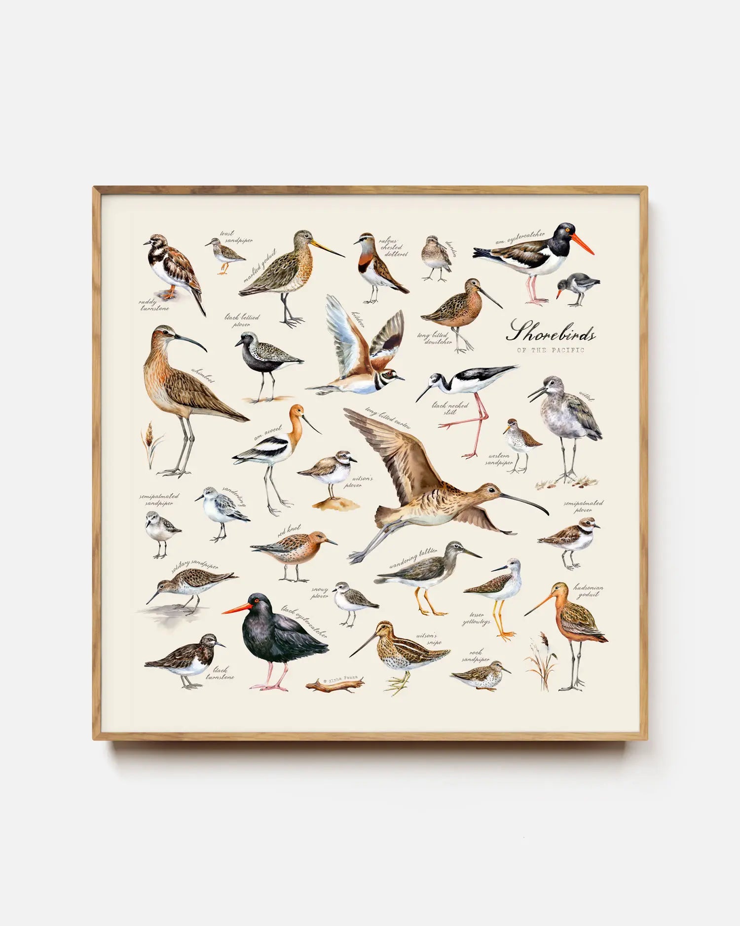 Shorebirds of the Pacific Art Print