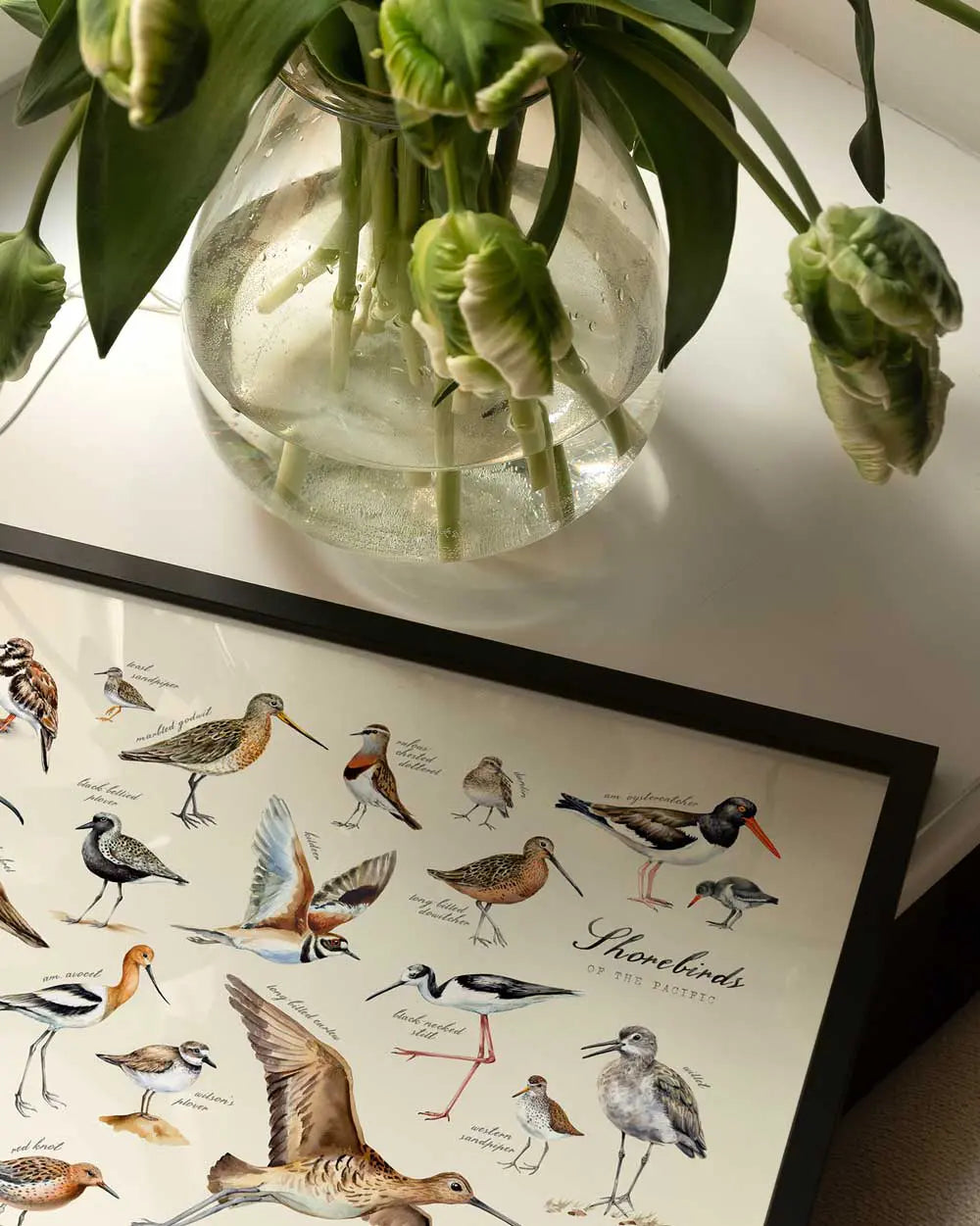 Shorebirds of the Pacific Art Print