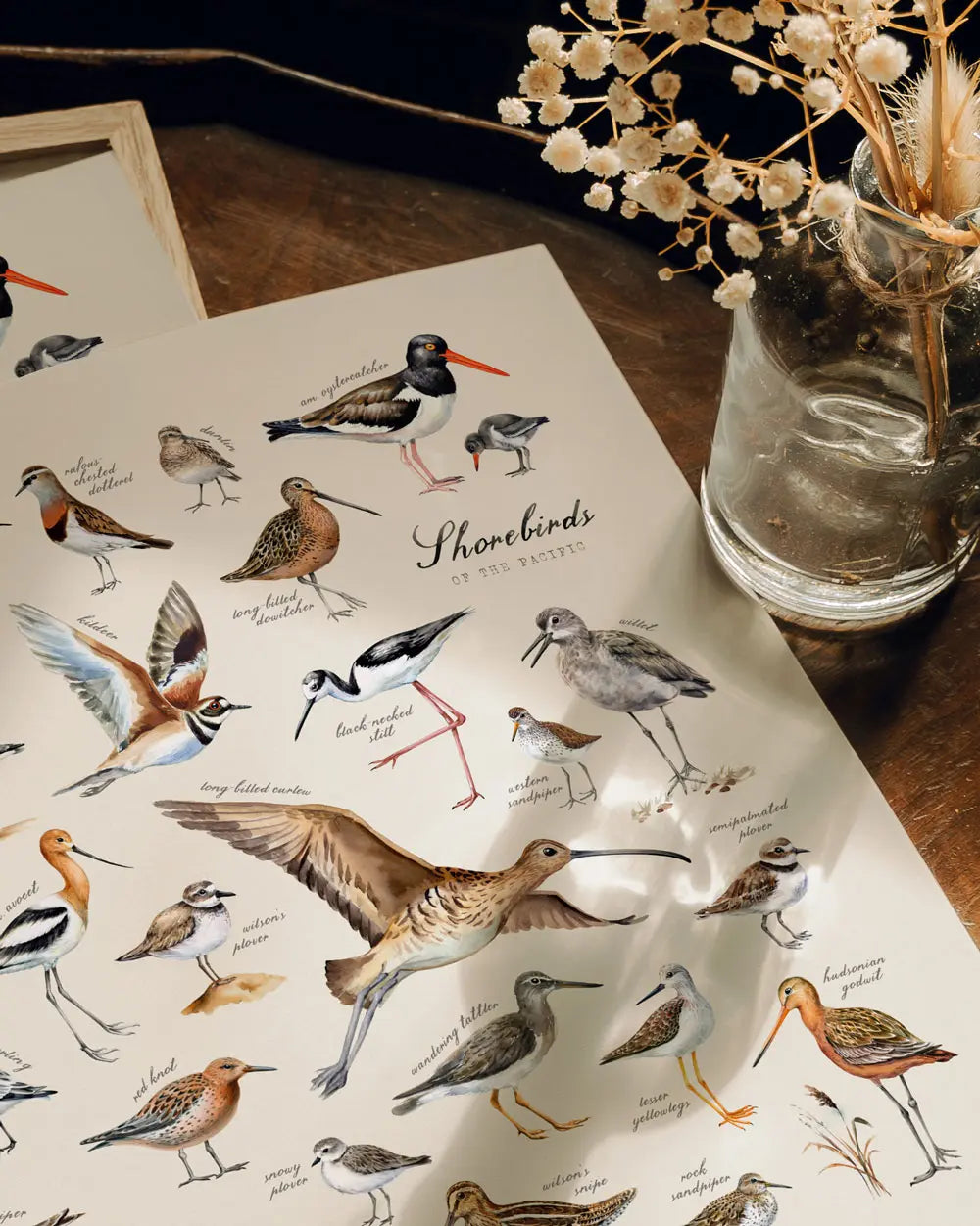 Shorebirds of the Pacific Art Print