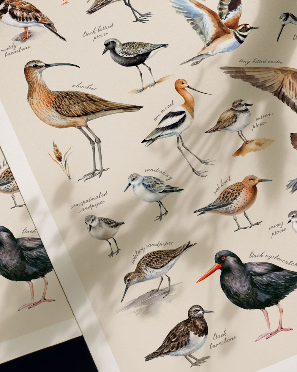 Shorebirds Of The Pacific Art Print