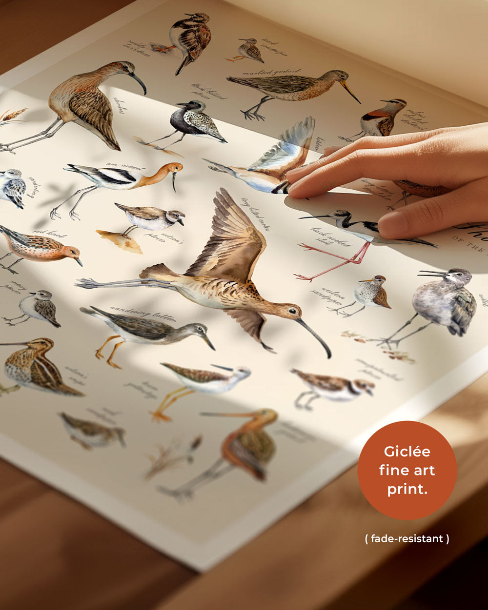 Shorebirds Of The Pacific Art Print