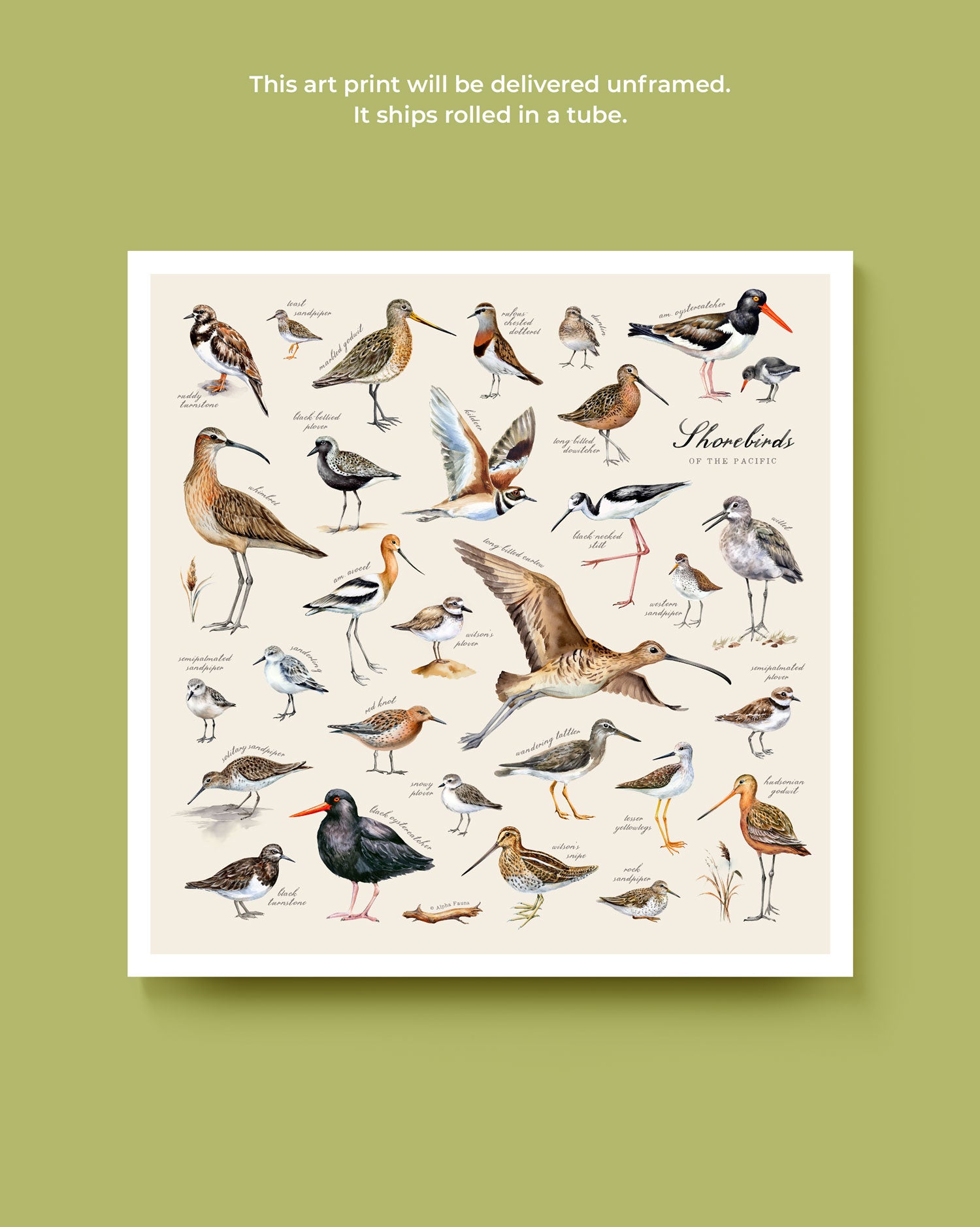 Shorebirds Of The Pacific Art Print