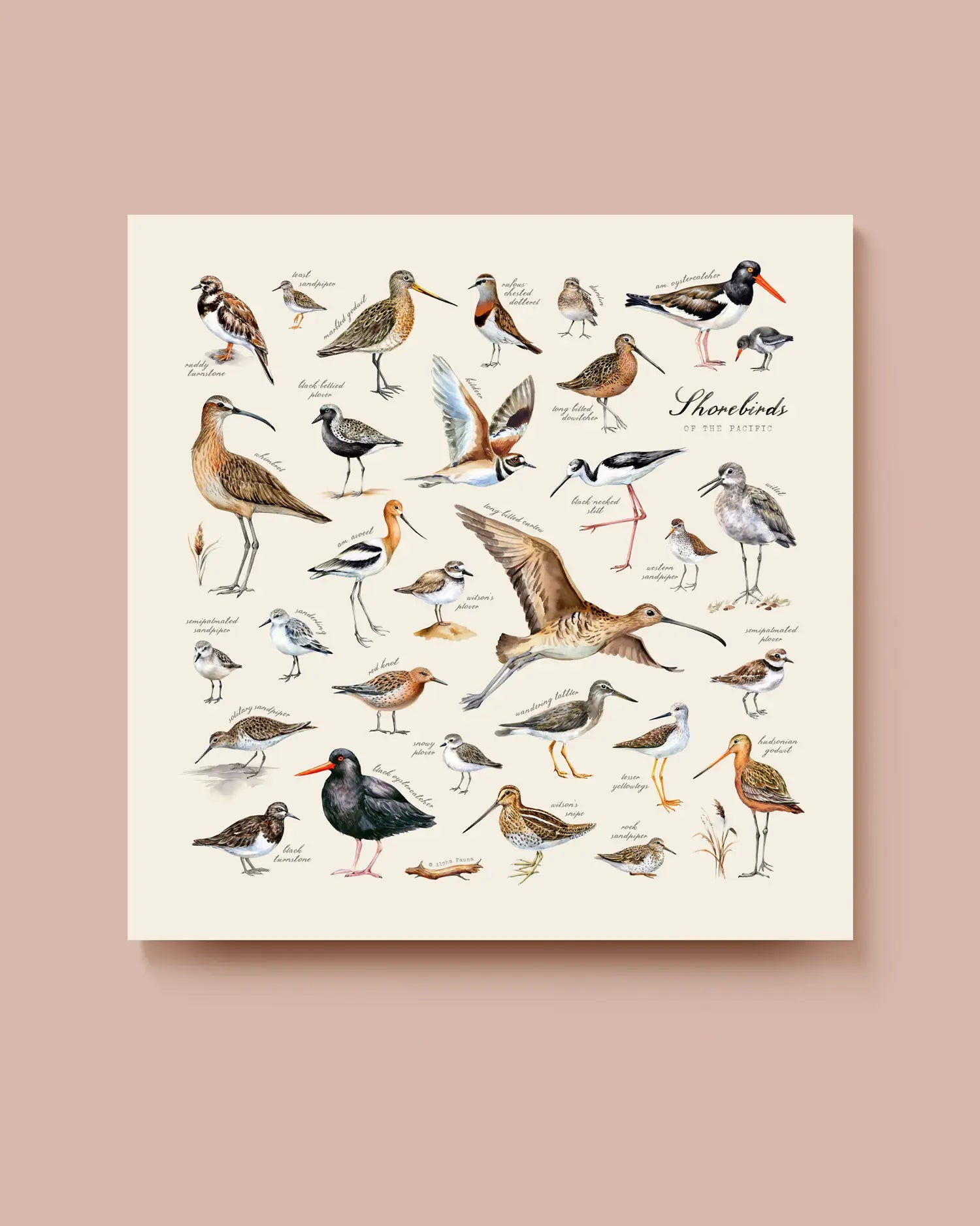 Illustration of various shorebirds on a beige background. * Unframed print
