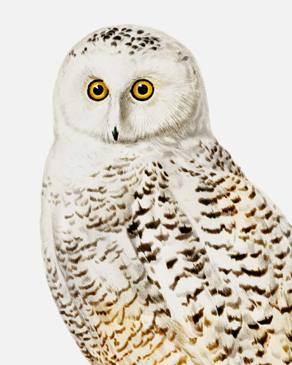 Snowy Owl Art Print