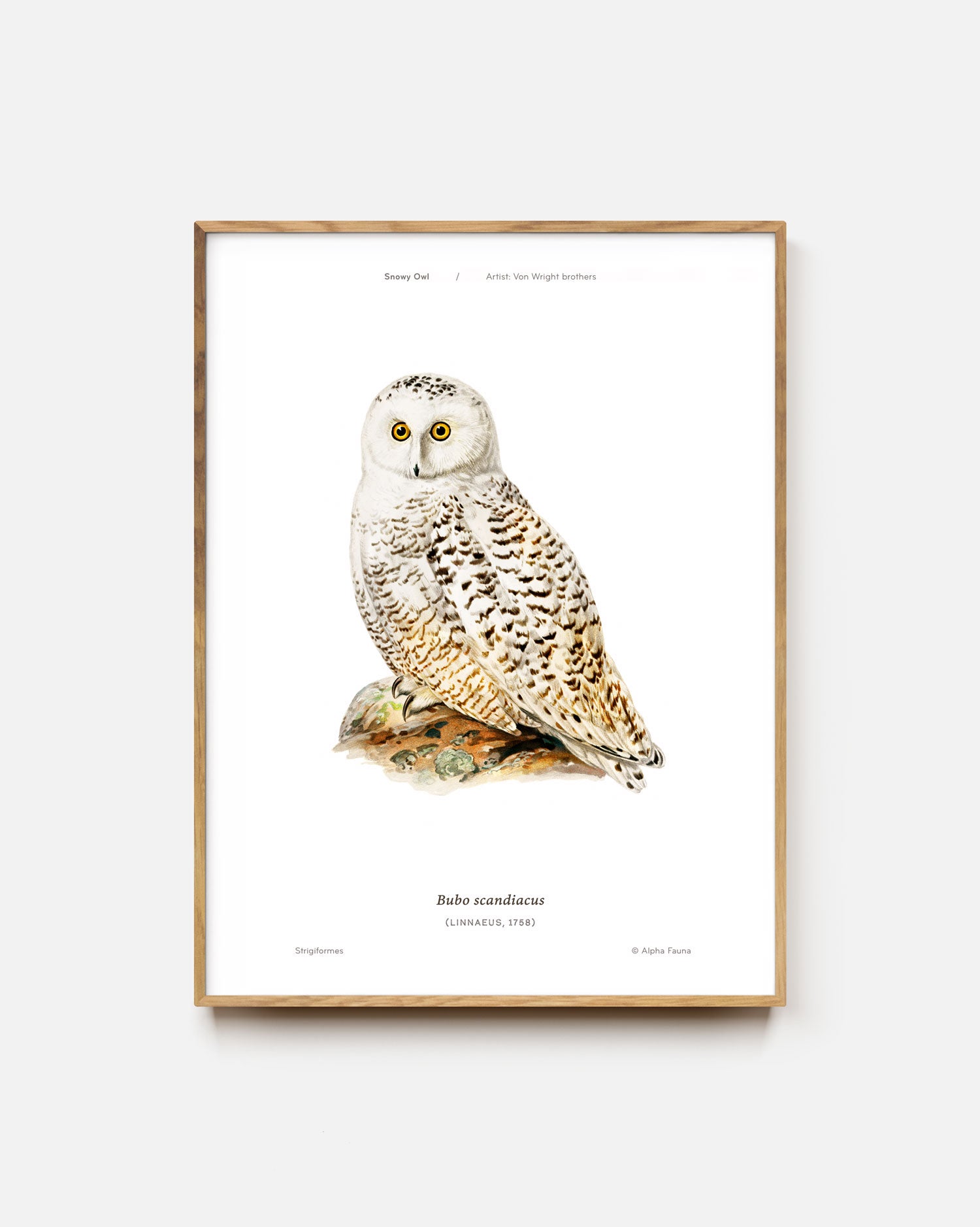 Snowy Owl Art Print