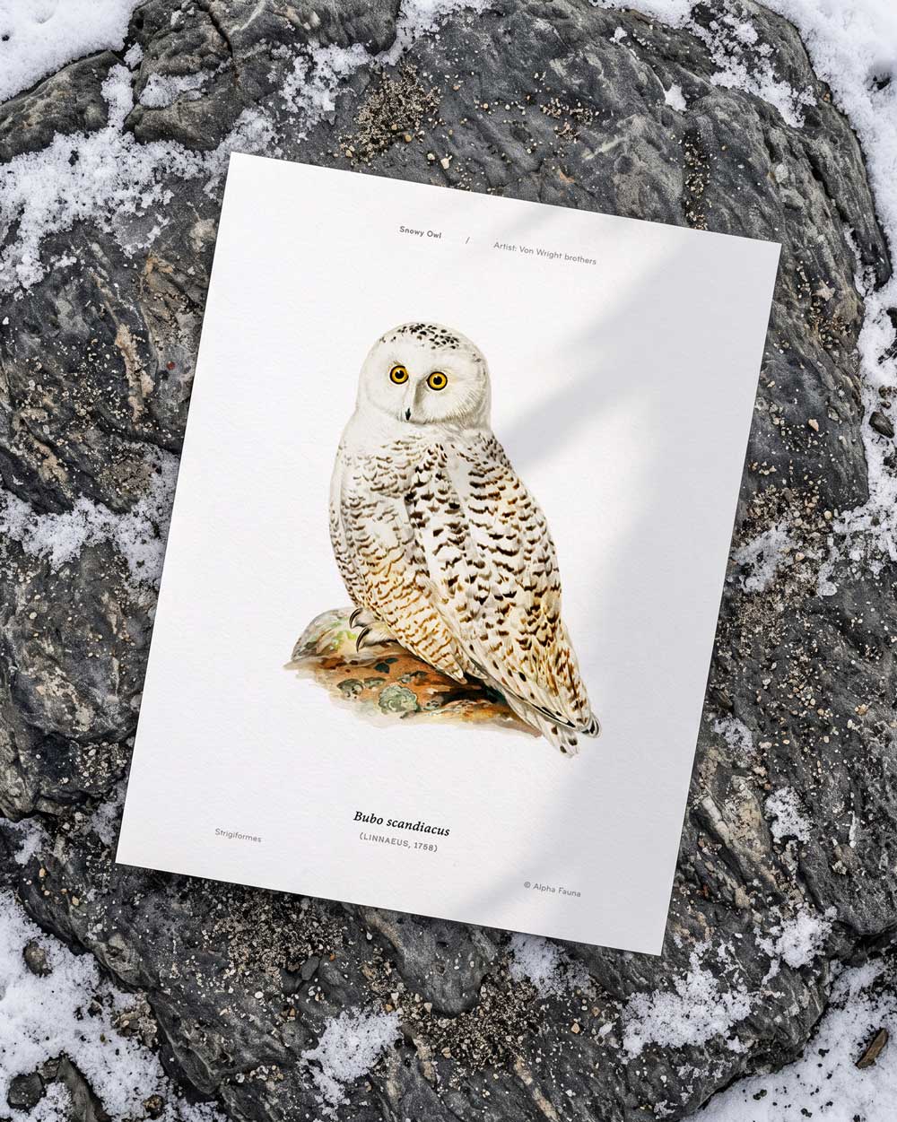 Snowy Owl Art Print