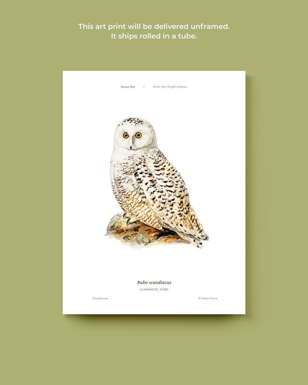 Snowy Owl Art Print