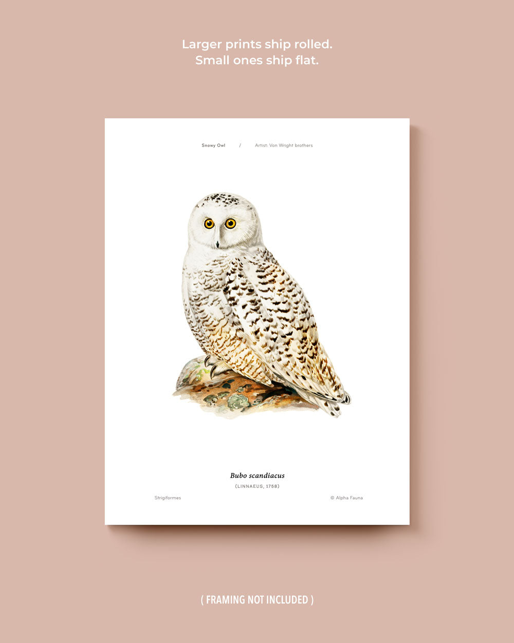Owls Of The North Set