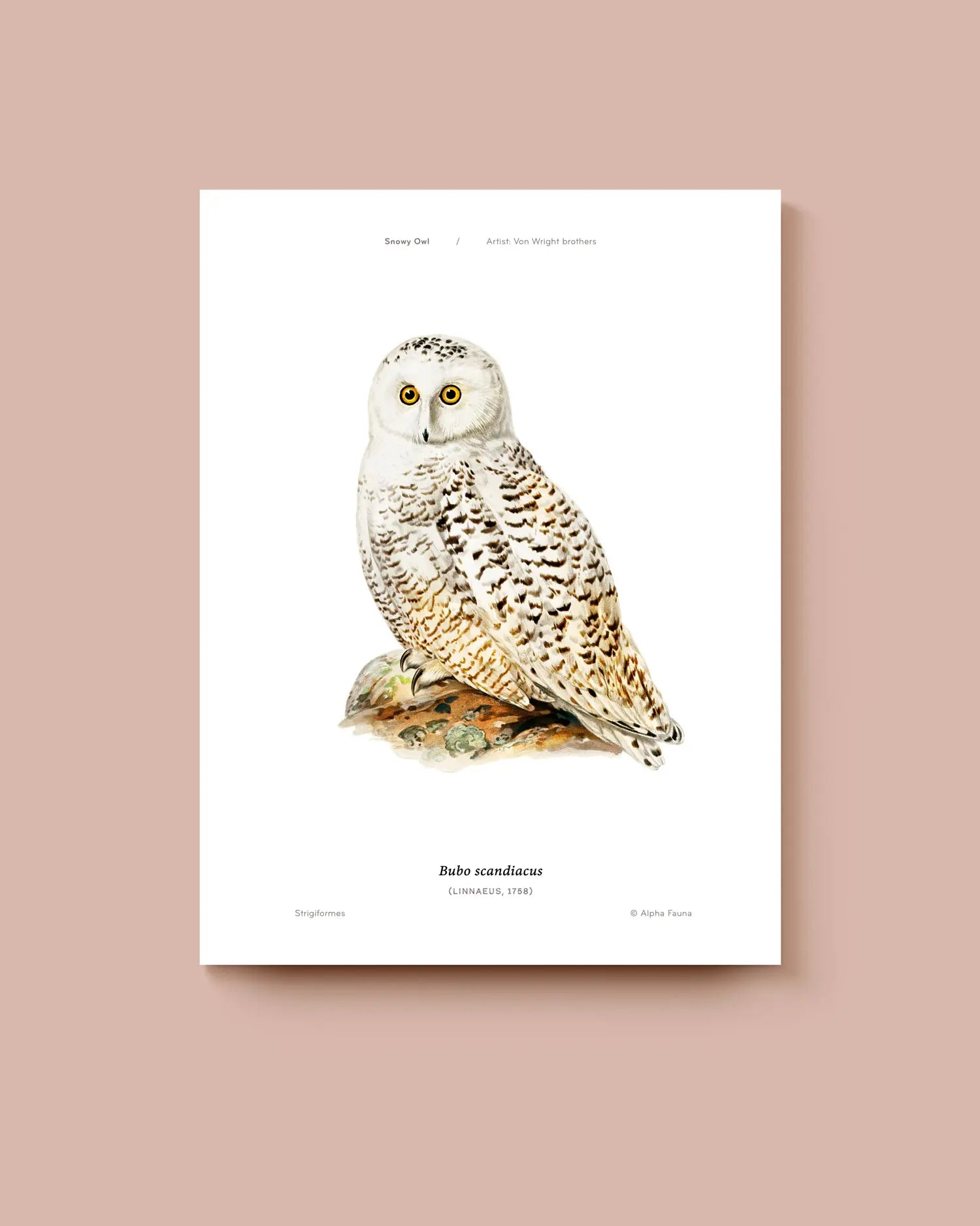 Poster of a snowy owl on a white background. * Unframed print