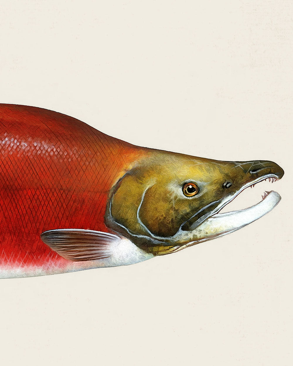 Sockeye Salmon Art Print