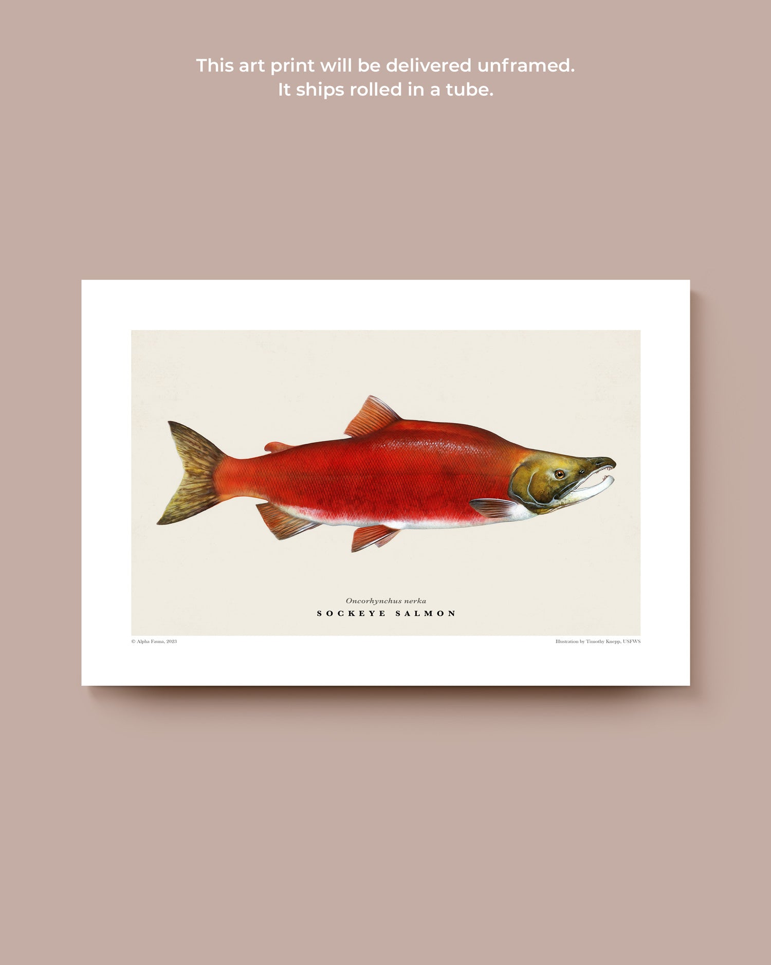 Sockeye Salmon Art Print