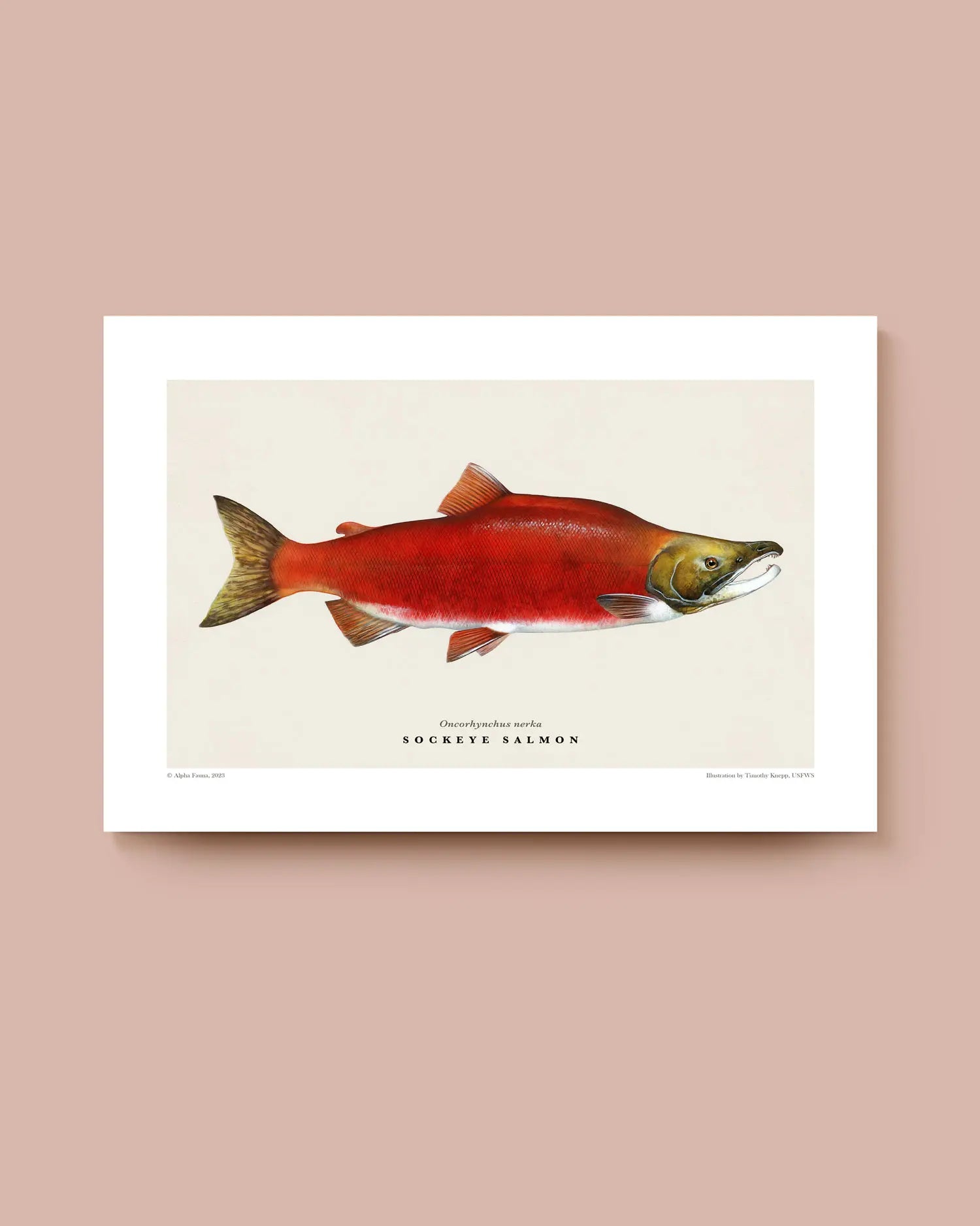 Art print of a sockeye salmon on a beige background with a white border. * Unframed print