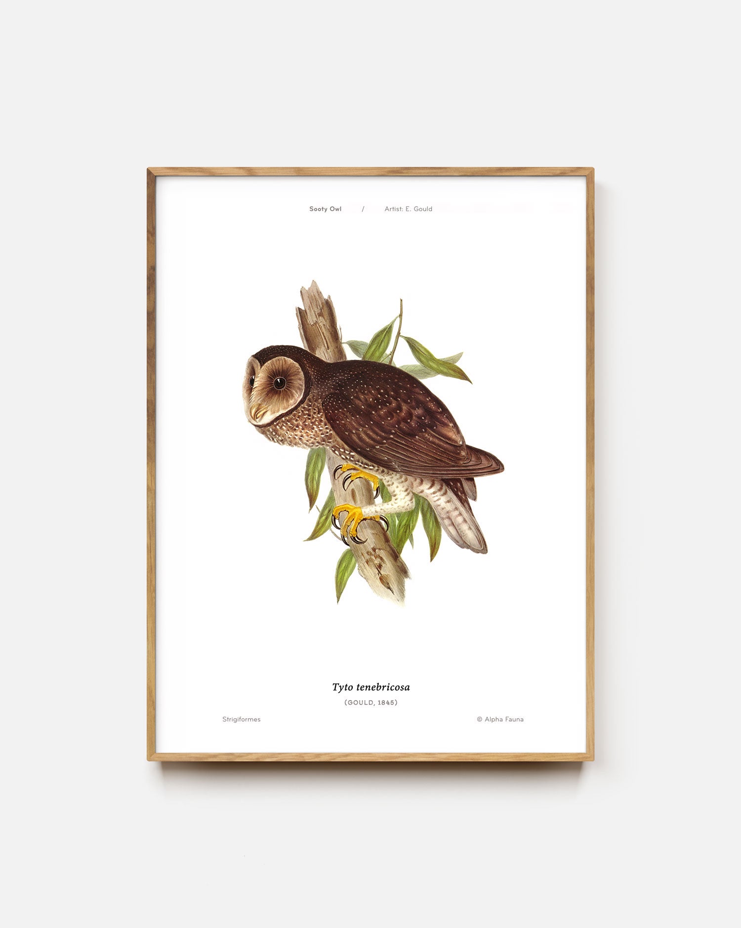 Sooty Owl Art Print