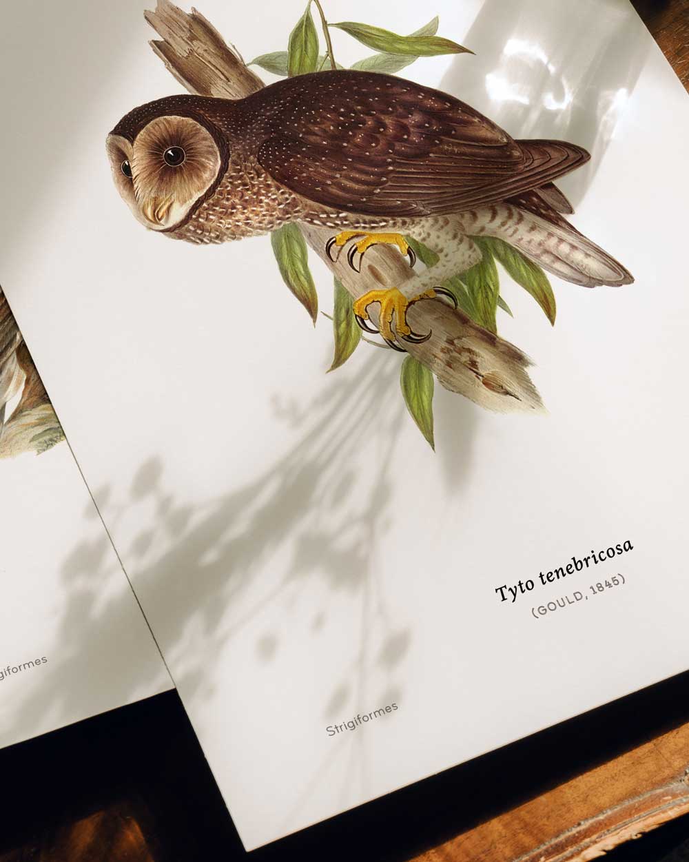 Sooty Owl Art Print