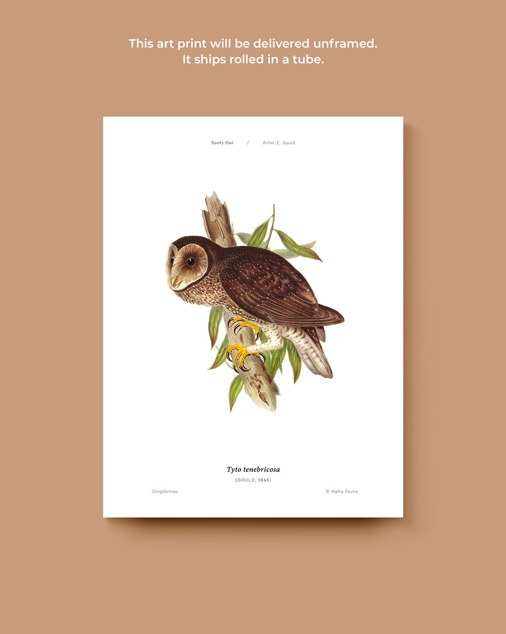 Sooty Owl Art Print