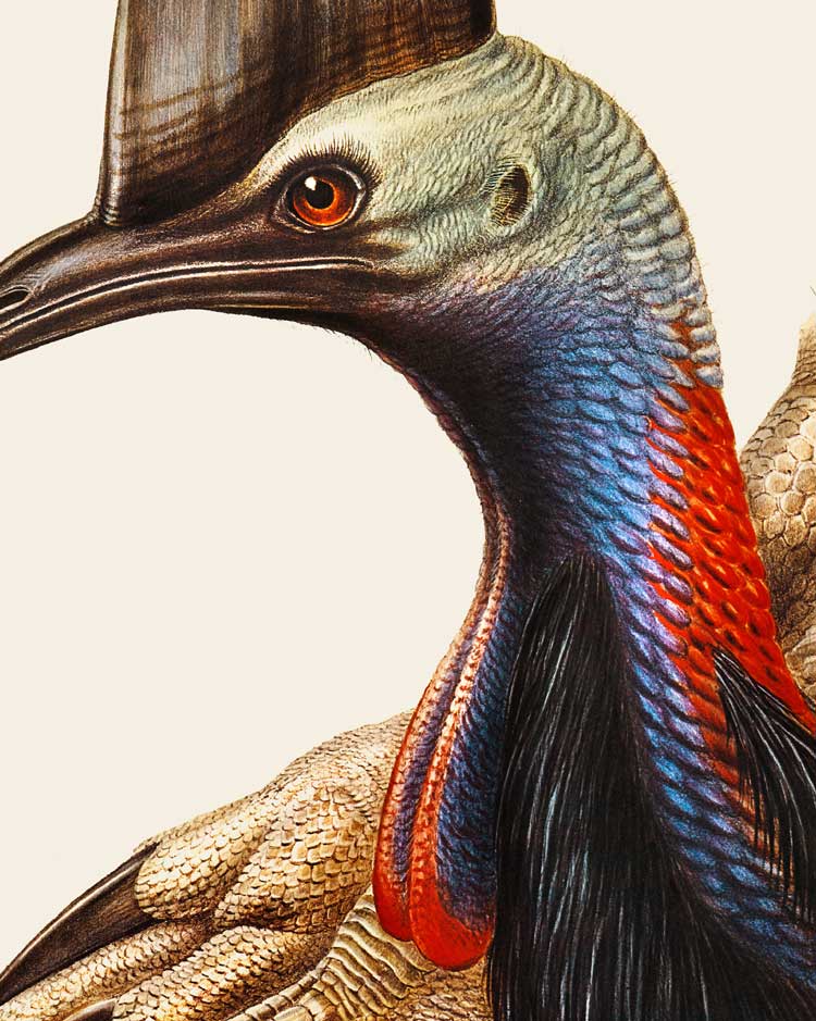 Southern Cassowary Portrait Art Print
