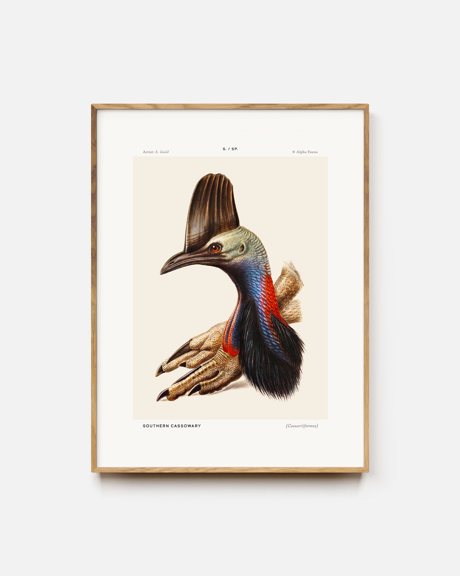 Southern Cassowary Portrait Art Print