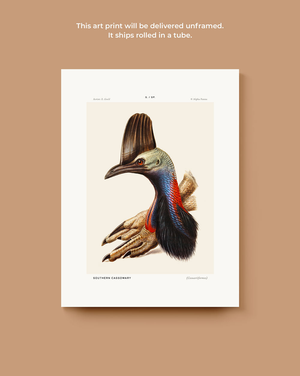 Southern Cassowary Portrait Art Print