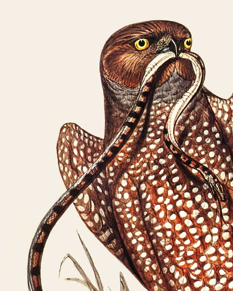 Spotted Harrier Art Print