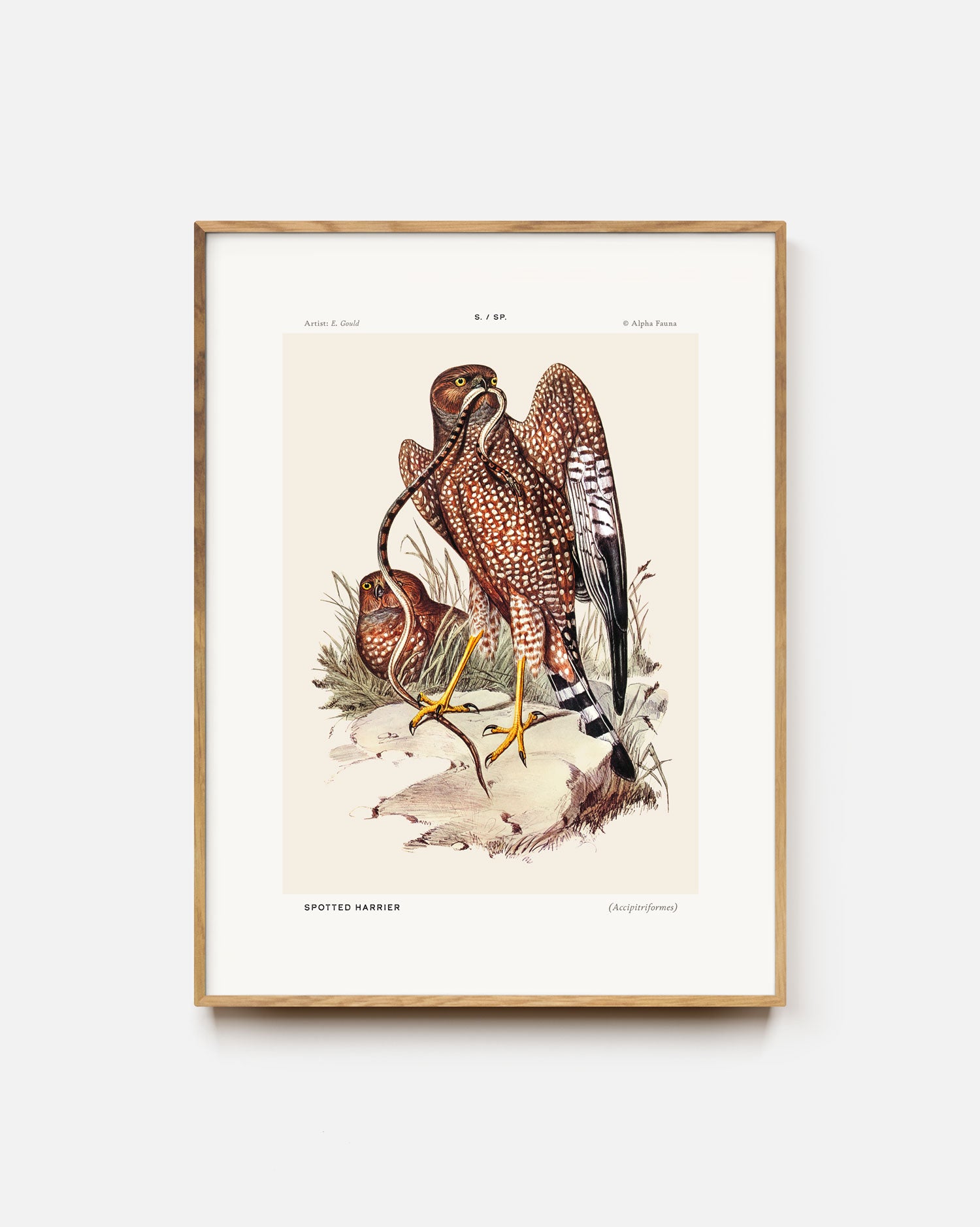 Spotted Harrier Art Print
