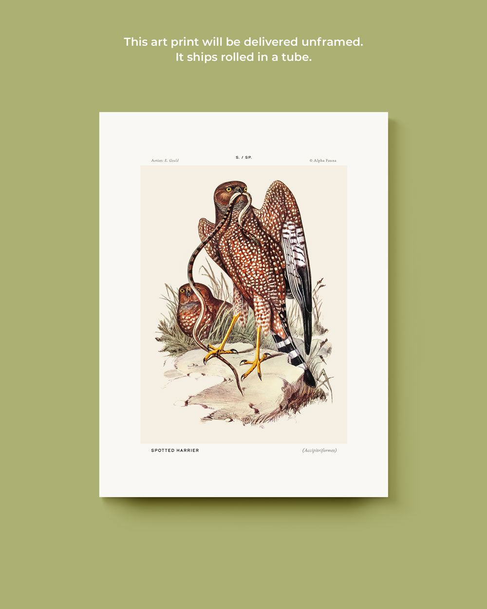 Spotted Harrier Art Print