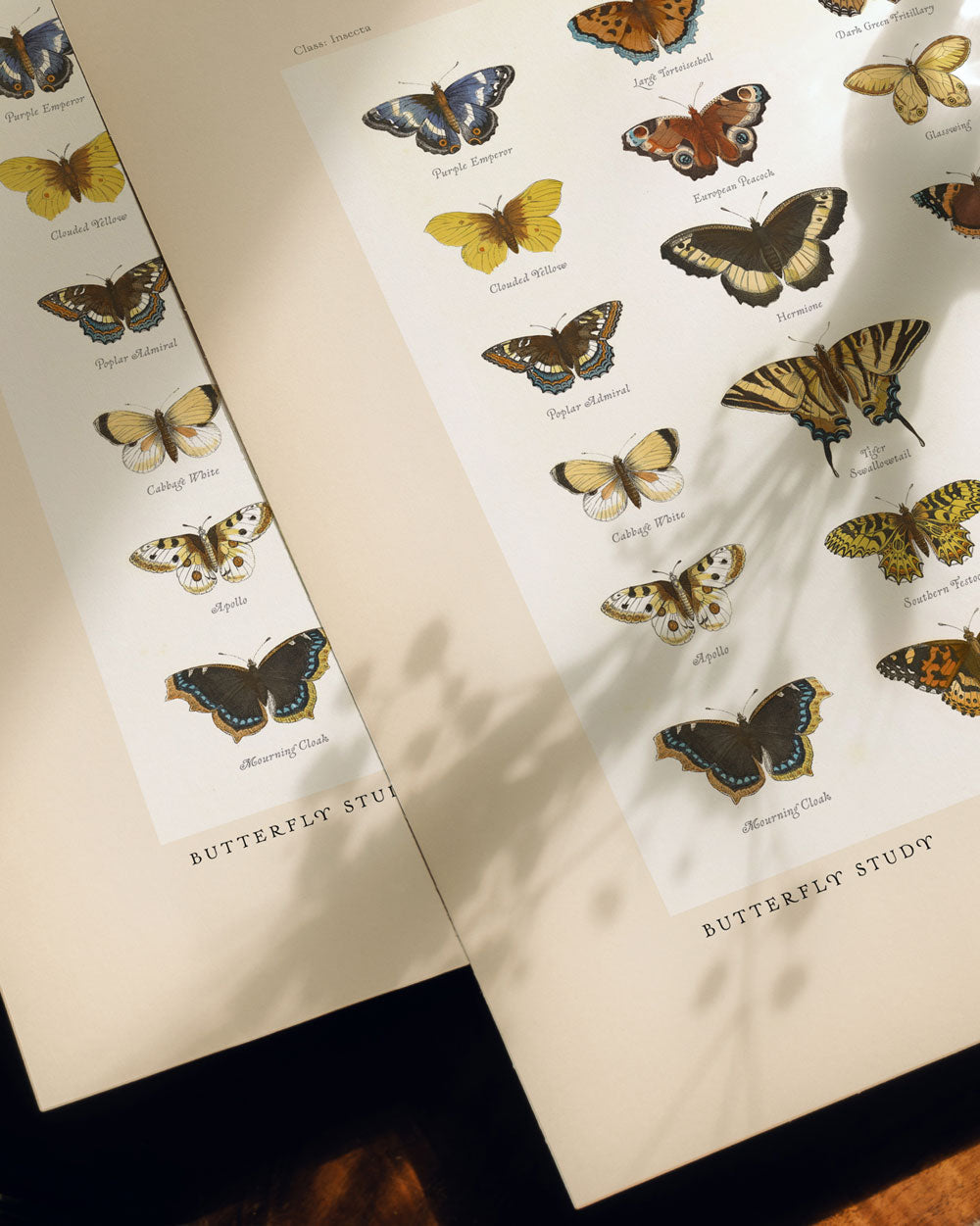 Butterfly Study #04 Art Print