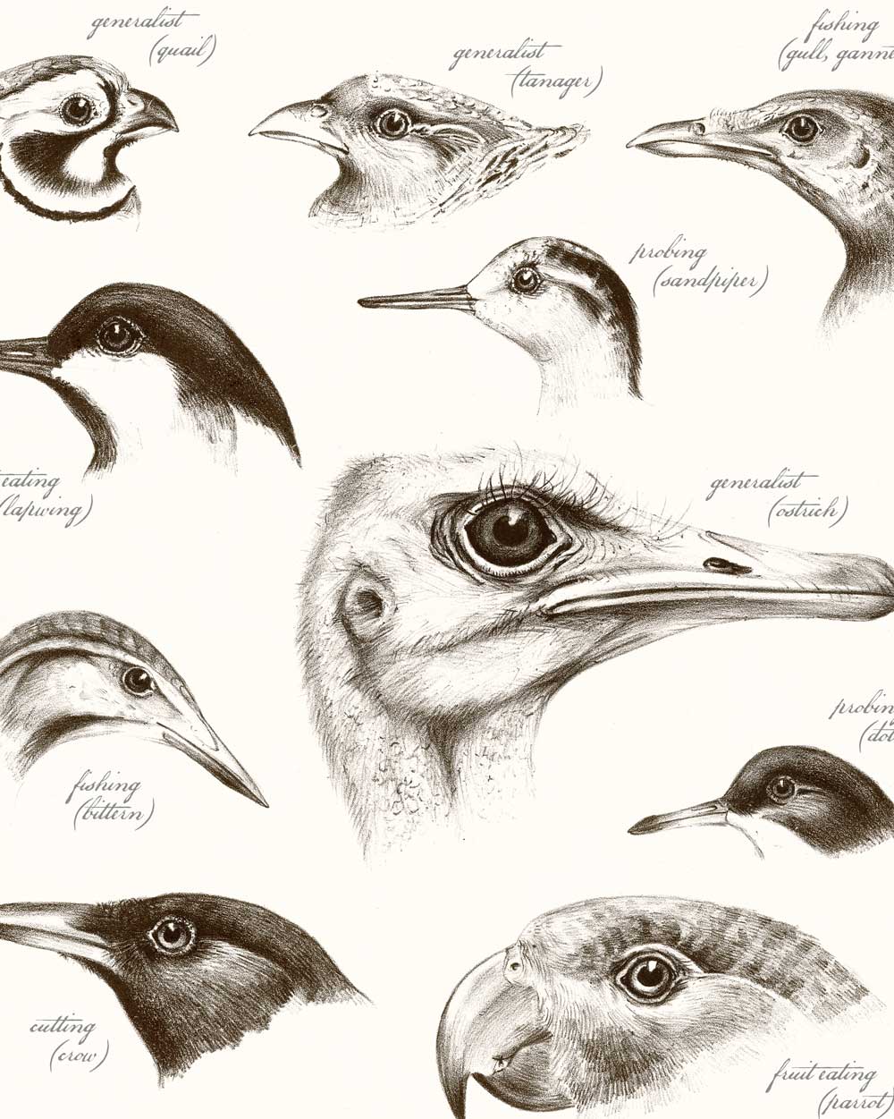 Beak Study #02 Art Print