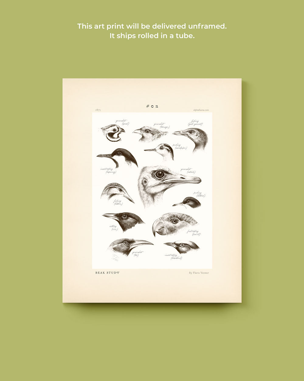 Beak Study #02 Art Print