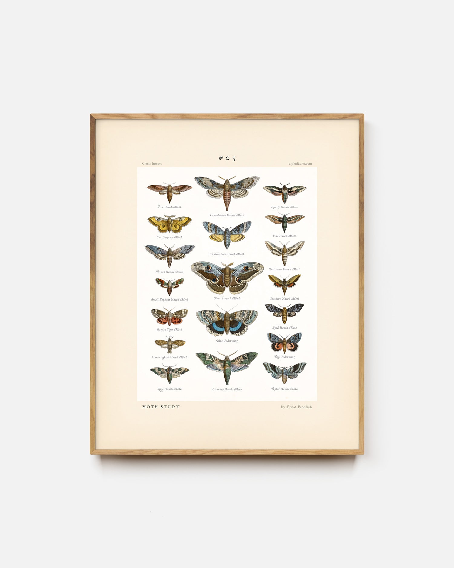 Moth Study #05 Art Print