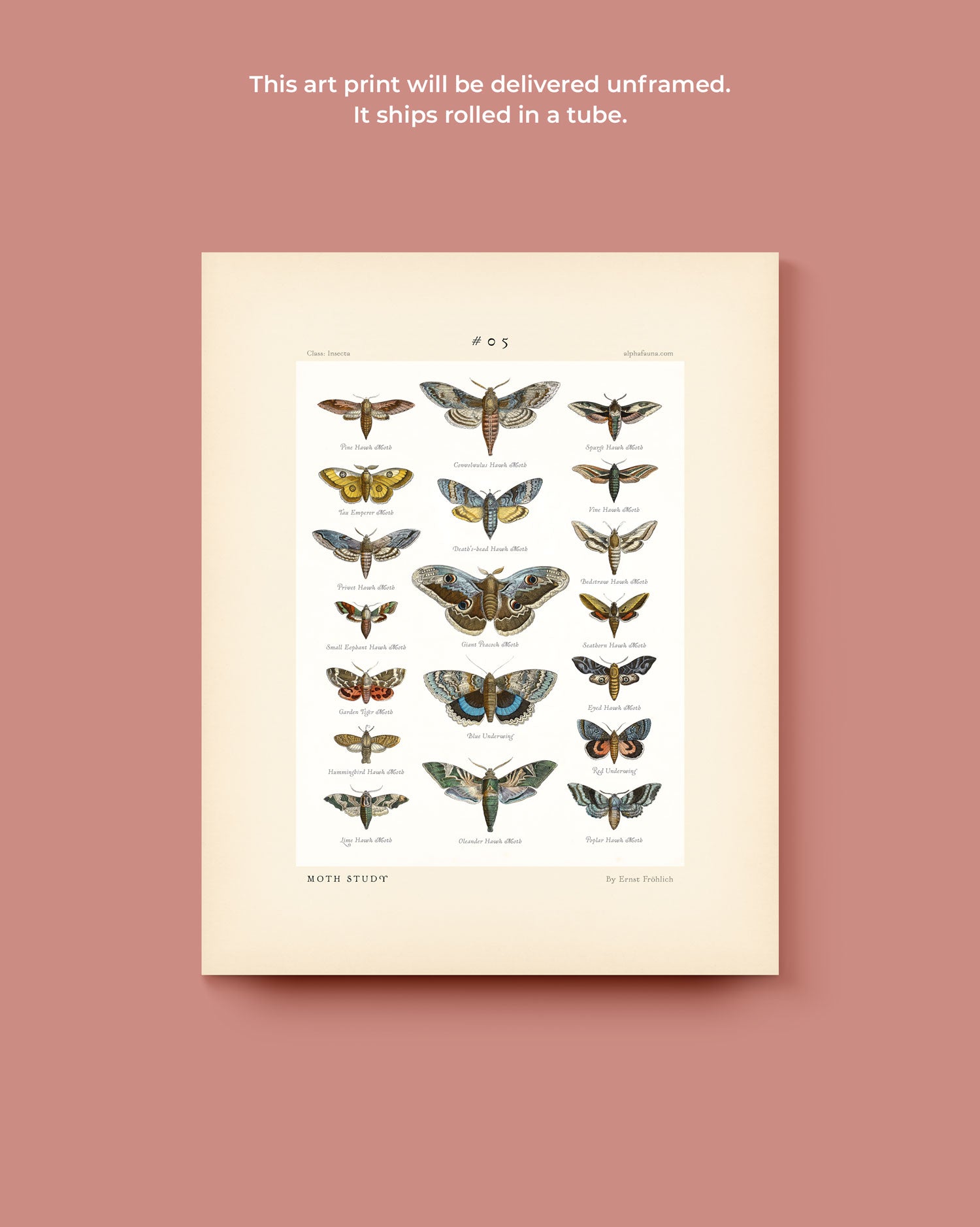 Moth Study #05 Art Print