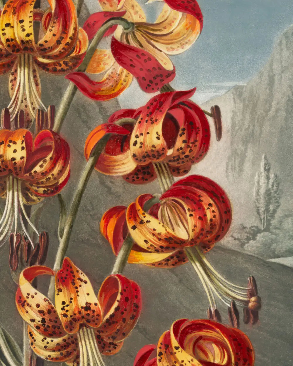 Superb Lily – Master Exhibit Edition
