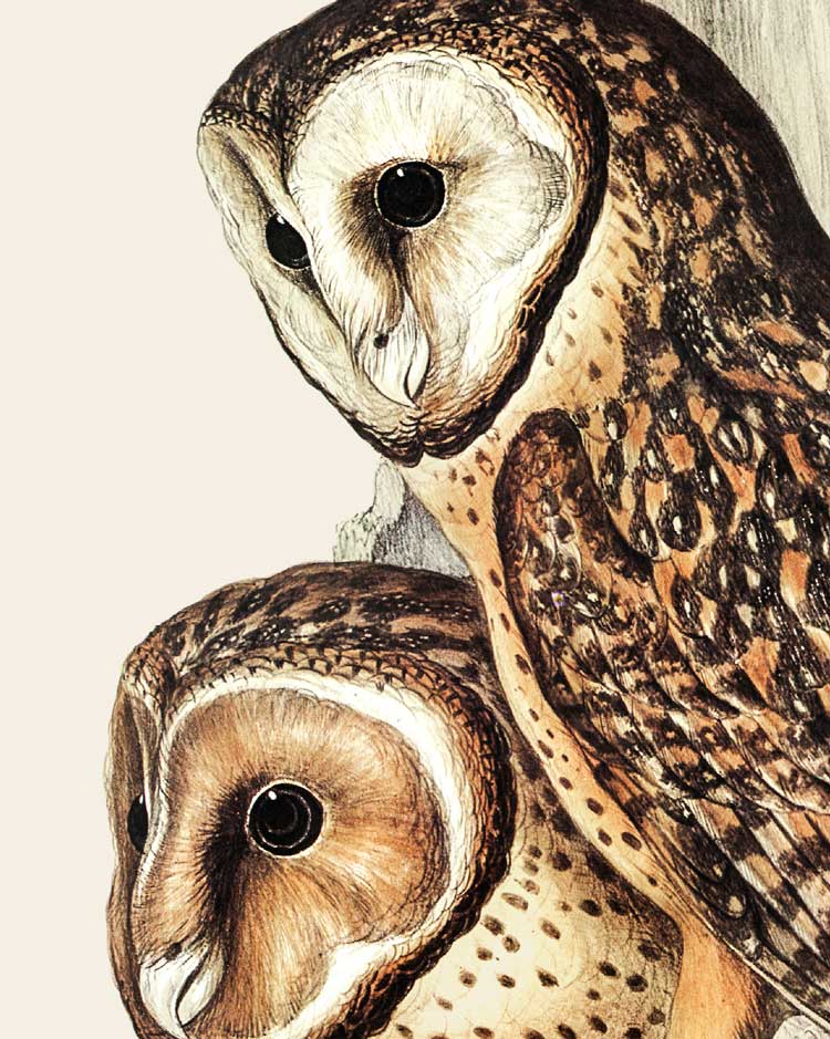 Tasmanian Masked Owl Art Print