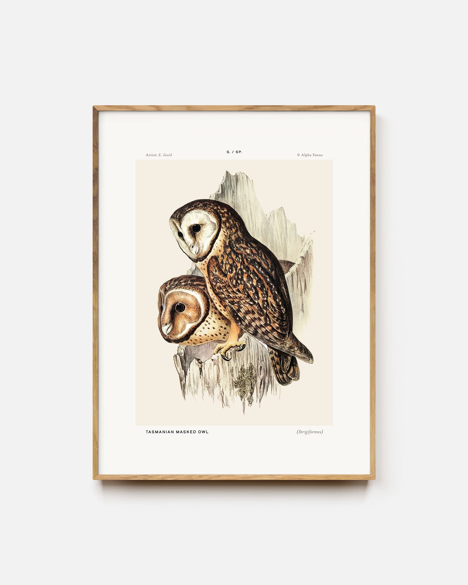 Tasmanian Masked Owl Art Print