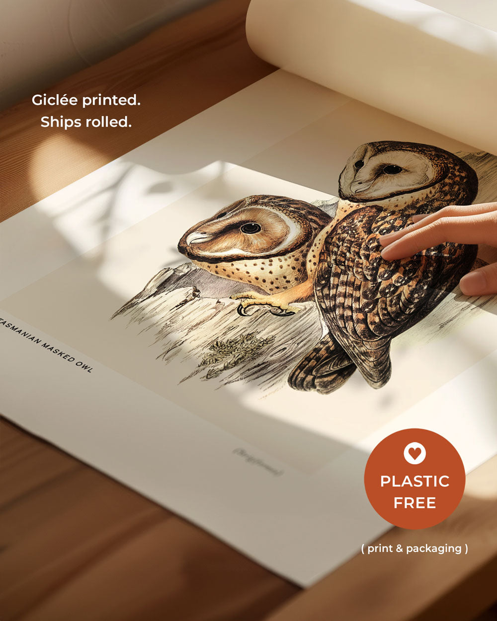 Tasmanian Masked Owl Art Print