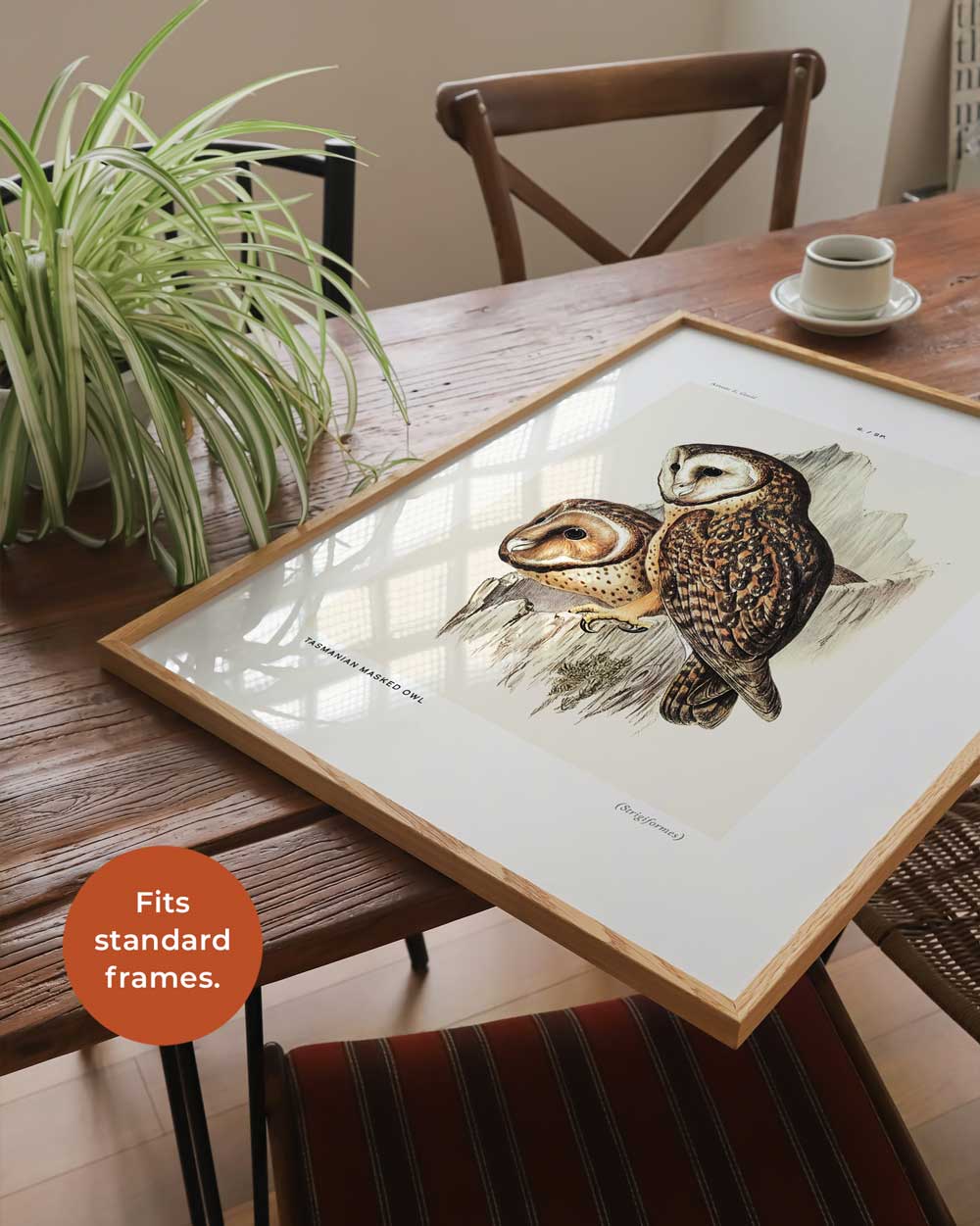 Tasmanian Masked Owl Art Print
