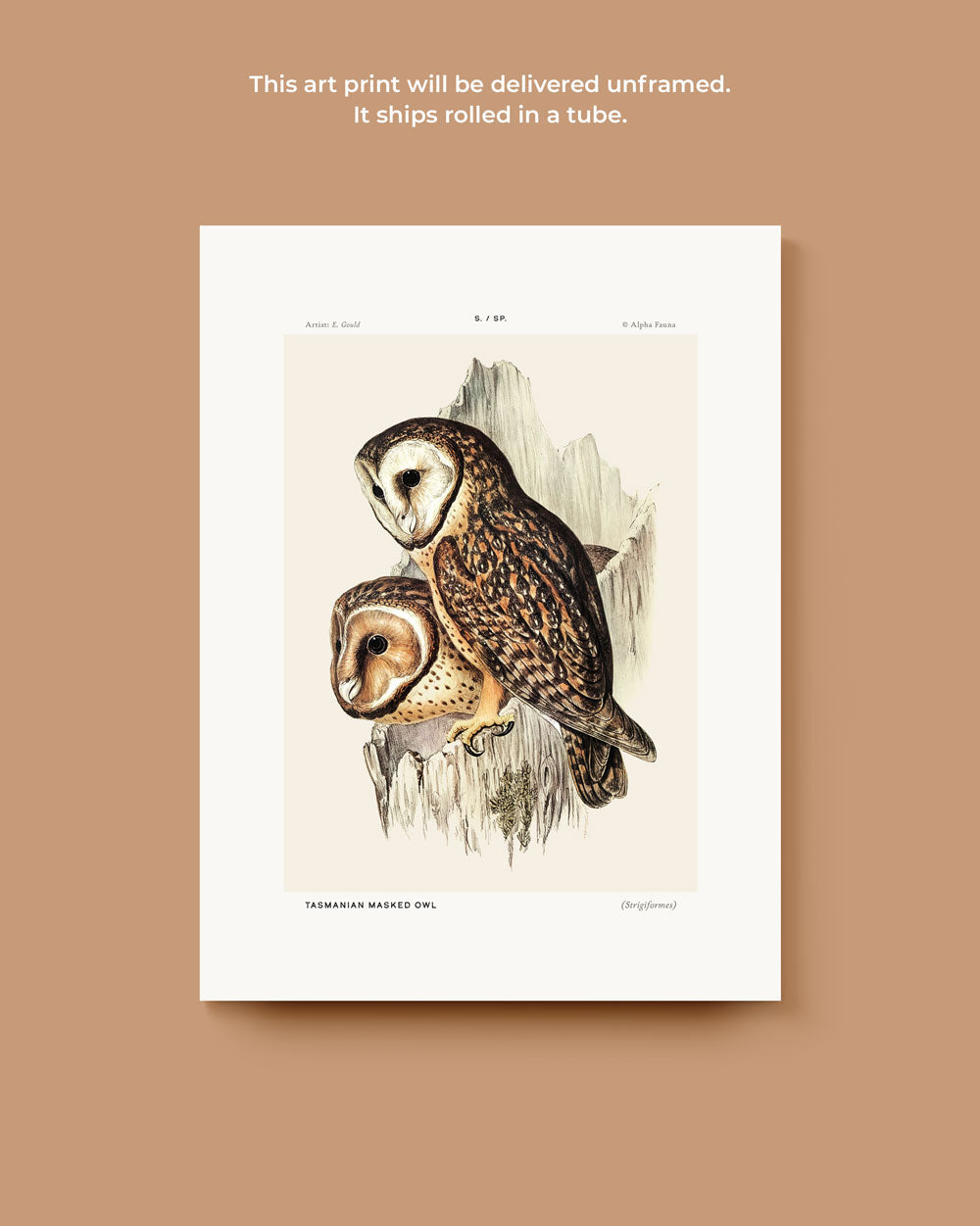 Tasmanian Masked Owl Art Print