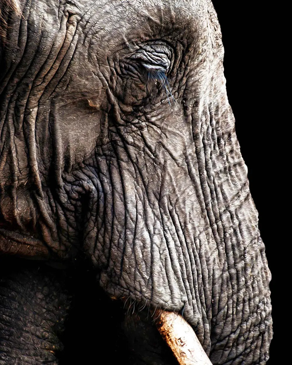 Close-up of an elephant's face with a dark background. * Subtle painted texture