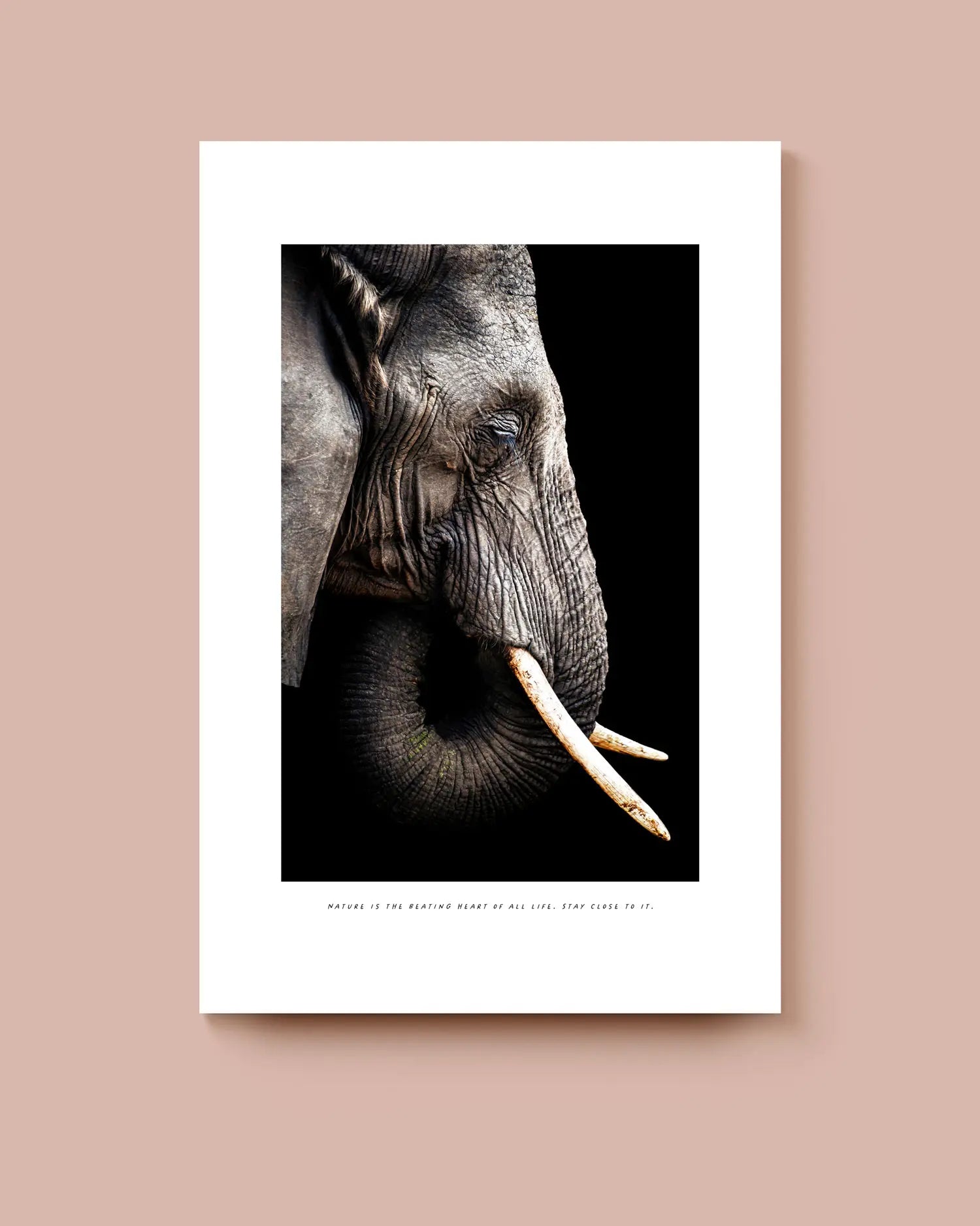 Art print of an elephant's head against a black background with a white border. * Unframed print