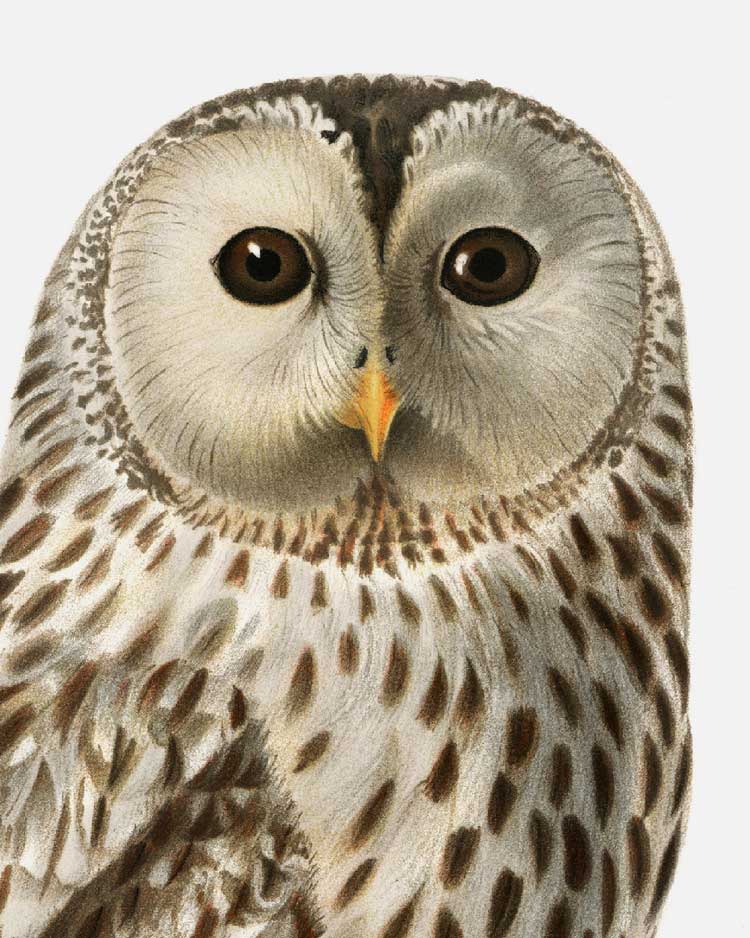 Ural Owl Art Print