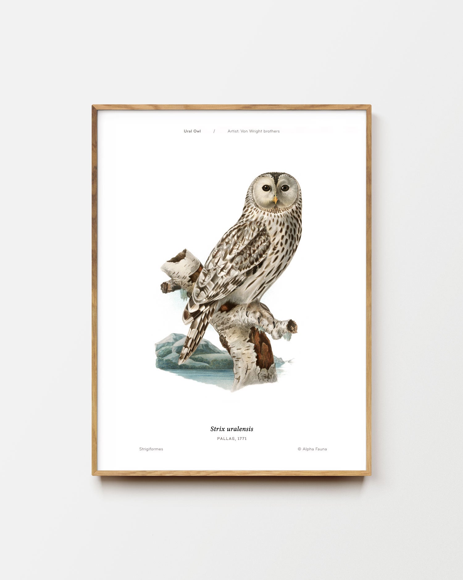 Ural Owl Art Print