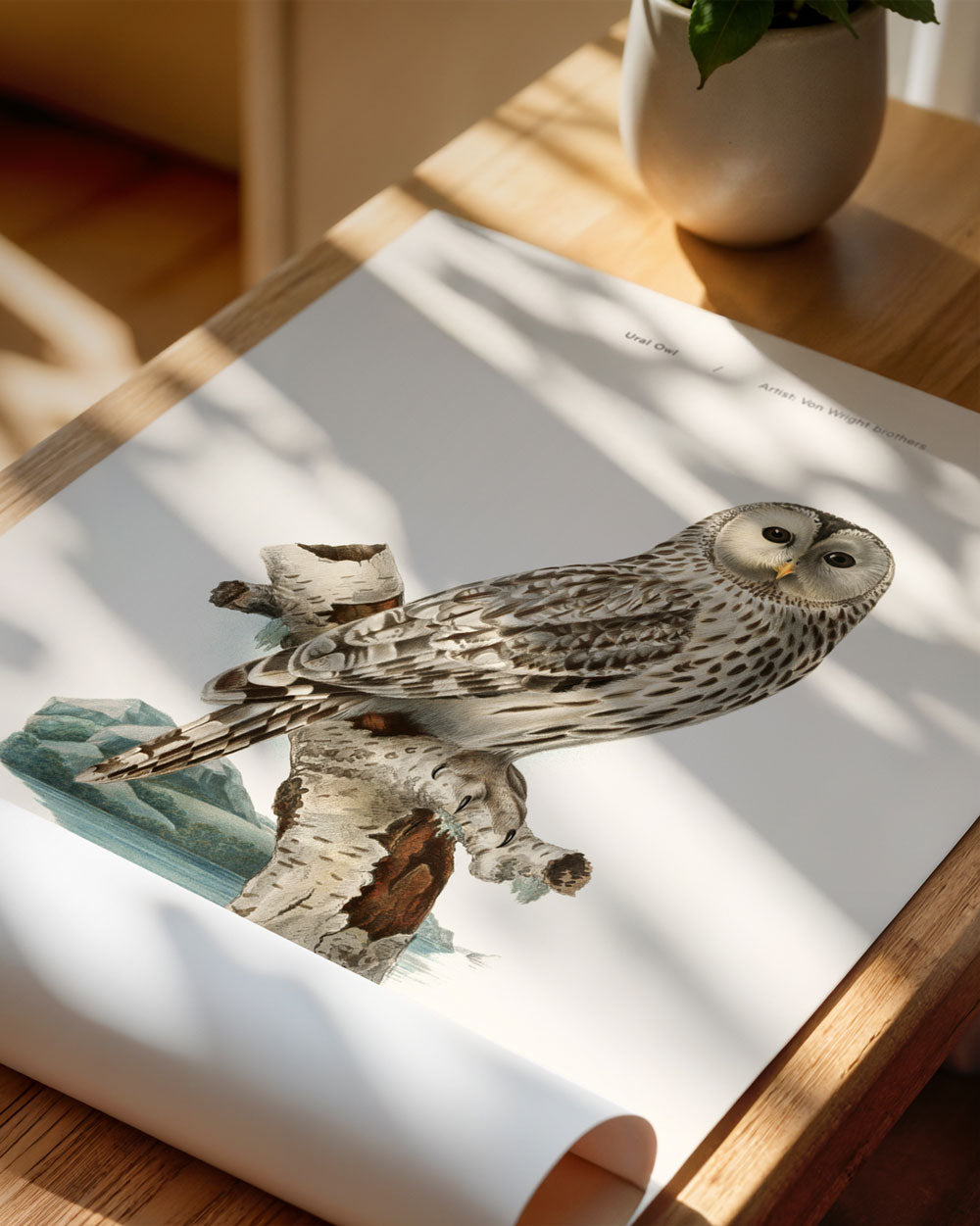 Ural Owl Art Print