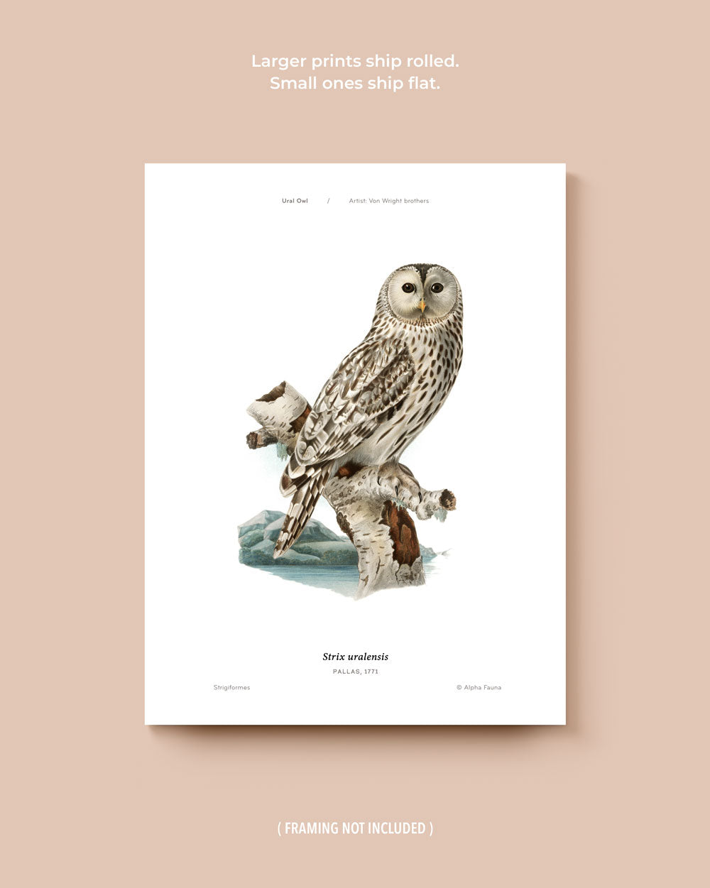 Owls Of The North Set